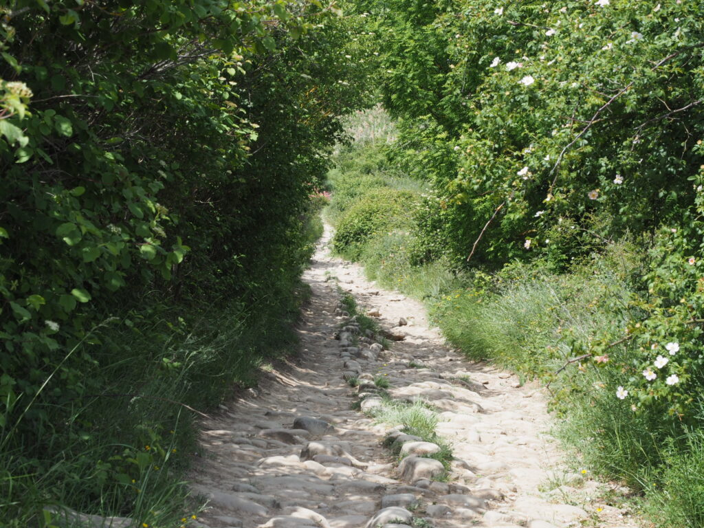 Section of the Camino said to be an ancient Roman road with green foliage on either side of the path